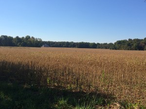 Flat New Jersey Farmland