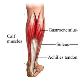 Anatomical diagram of calf muscles